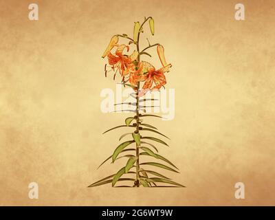 Lys de tigre fleuris sur fond de papier ancien Banque D'Images
