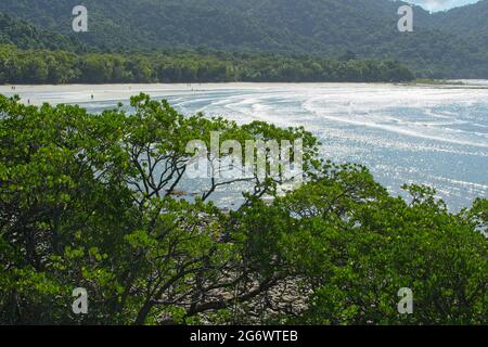 Cape Tribulation - où la forêt tropicale rencontre la mer Banque D'Images