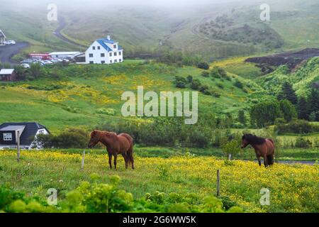 Vue sur le paysage de la vallée le matin d'été et brumeux, deux chevaux sur des champs verts et des fleurs sauvages jaunes, ferme rurale dans une petite ville en Islande, frais a Banque D'Images