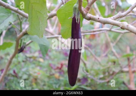 plantation d'aubergines Banque D'Images