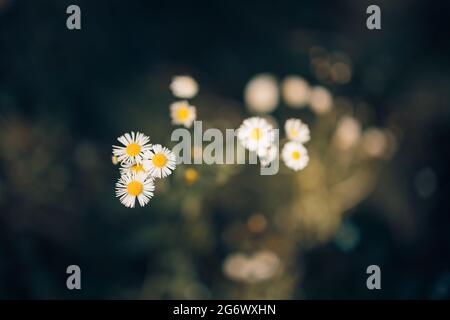 Vue du dessus de la feuille verte, arrière-plan du feuillage. Printemps feuilles d'été Banque D'Images