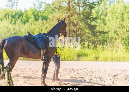 Concurrent fille équitation cheval dans le champ d'été pré.Jeune cavalier gallerps par le jour ensoleillé d'été.Rivalry concept. Banque D'Images