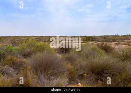 Paysage sur le plateau de Bokkeveld près de Nieuwoudtville dans le Cap Nord de l'Afrique du Sud Banque D'Images