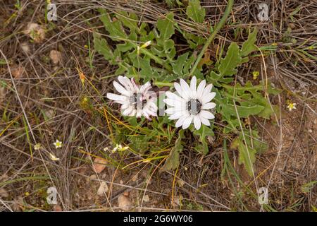 Dimorphotheca fleuri blanc près de Nieuwoudtville, dans le Cap Nord de l'Afrique du Sud Banque D'Images