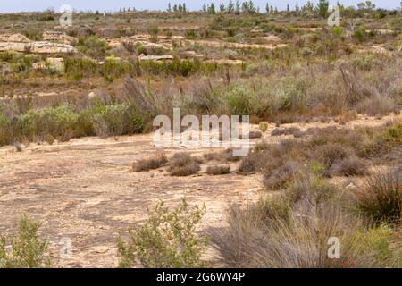 Paysage sur le plateau de Bokkeveld près de Nieuwoudtville dans le Cap Nord de l'Afrique du Sud Banque D'Images