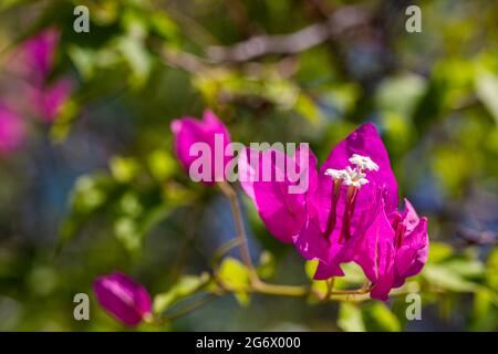 Bougainvilliers en gros plan. Fleurs de bougainvilliers violets. Pétales tropicaux fleuris comme arrière-plan. Fond floral Banque D'Images