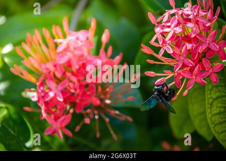 Gros plan macro de l'abeille d'insecte isolée avec belle fleur de café rose frais sur arbre de branche de café dans l'espace vert de fond de forêt Banque D'Images