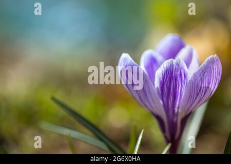 Fleurs de crocus pourpres en fleurs dans un foyer doux sur un jour ensoleillé de printemps. Superbe gros plan fleuri aux couleurs vives Banque D'Images