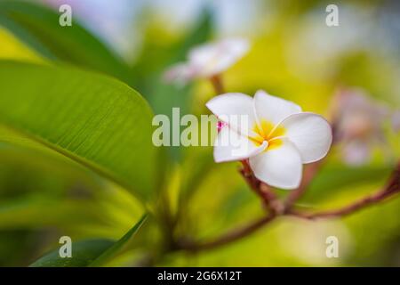 Superbes fleurs tropicales, vert luxuriant blanc éclatant fleurs blanches. Plumeria fleurs blanches fleuries, avec fond de feuilles vertes Banque D'Images