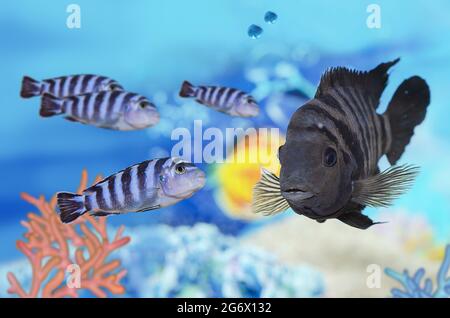 Poissons à rayures noires sous l'eau Cichlasoma nigrofasciatum sur un fond défoqué de petits poissons rayés. Mise au point sélective Banque D'Images