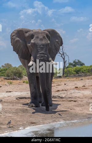 Un seul éléphant se trouve devant un trou d'eau dans le parc national de Chobe, au Botswana Banque D'Images