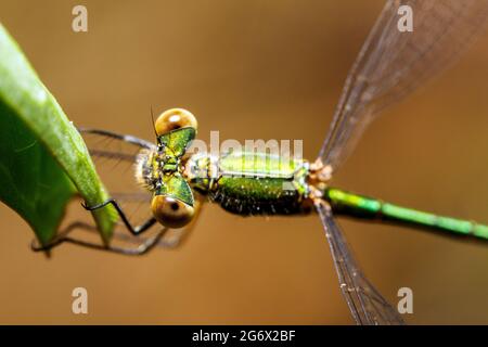 Demoiselle (Lestes sponsa Emeraude) - Ombrie, Italie Banque D'Images