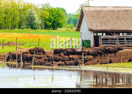 réserve de buffalo aera en Hongrie. Près du lac de Nagyszeksos près de la ville de Morhalom. Le buffle hongrois c'était un animal important pour l'agriculture long t Banque D'Images