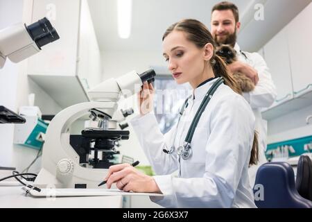 Les médecins vétérinaires d'analyse des échantillons sanguins de cat en laboratoire sous microscope Banque D'Images