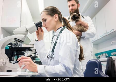 Les médecins vétérinaires d'analyse des échantillons sanguins de cat en laboratoire sous microscope Banque D'Images