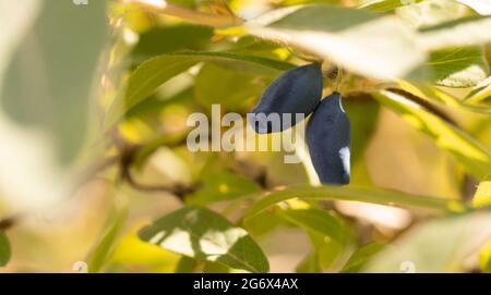 Des fruits de Honeysuckle mûrs à base de bleu le matin ensoleillé. Lonicera caerulea. Banque D'Images