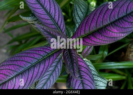 Feuilles scintillantes du bouclier persan. Stromilanthes auriculatus Nees. Banque D'Images