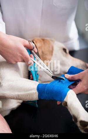 Gros plan d'un vétérinaire prenant soin du chien blessé Banque D'Images