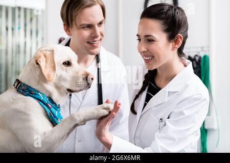 Donnant une poignée de main à un chien smiling doctor in clinic Banque D'Images