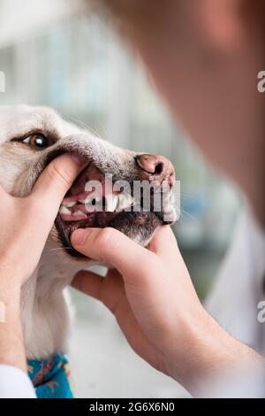 Dents de chien examinées par un vétérinaire en clinique Banque D'Images