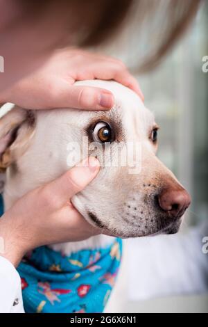 Gros plan d'un vétérinaire examinant l'œil du chien en clinique Banque D'Images