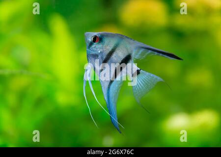 Poissons ornementaux Scalaria ou angelfish Pterophyllum scalaire en gros plan Banque D'Images