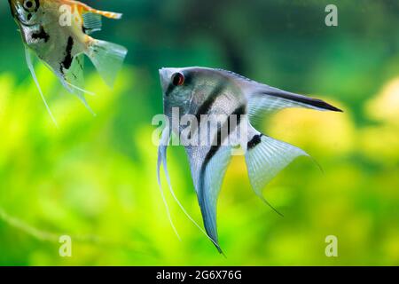 Poissons ornementaux Scalaria ou angelfish Pterophyllum scalaire en gros plan Banque D'Images