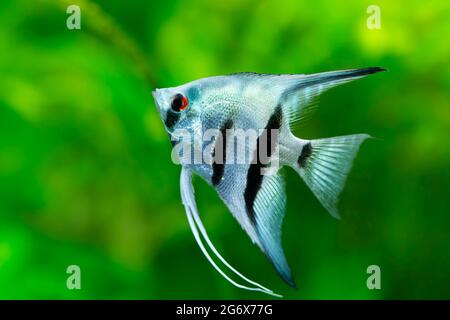 Poissons ornementaux Scalaria ou angelfish Pterophyllum scalaire en gros plan Banque D'Images