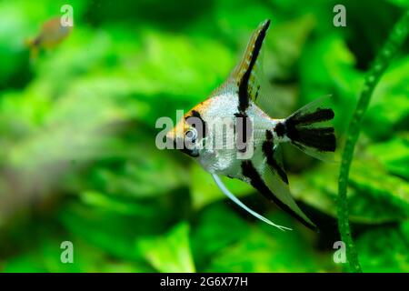 Poissons ornementaux Scalaria ou angelfish Pterophyllum scalaire en gros plan Banque D'Images