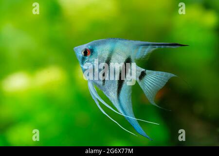 Poissons ornementaux Scalaria ou angelfish Pterophyllum scalaire en gros plan Banque D'Images