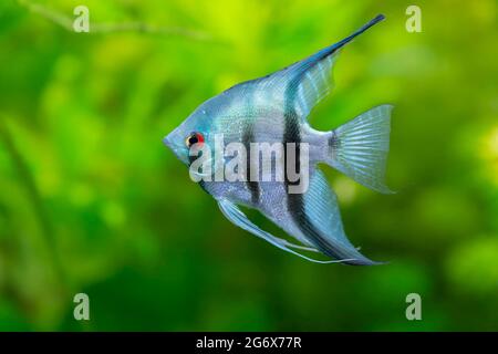 Poissons ornementaux Scalaria ou angelfish Pterophyllum scalaire en gros plan Banque D'Images