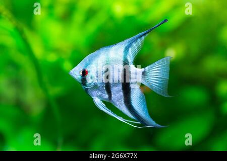 Poissons ornementaux Scalaria ou angelfish Pterophyllum scalaire en gros plan Banque D'Images