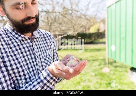 Un homme tenant une poussette de pigeon sur sa main un loft de pigeon Banque D'Images