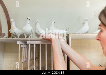 Femme tenant un pigeon dans un pigeonnier sur sa main Banque D'Images