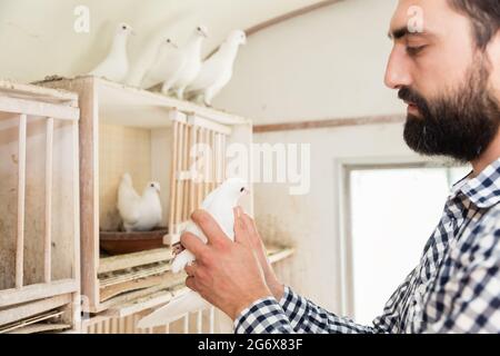 Un homme tenant un pigeon dans un loft de pigeon sur sa main Banque D'Images