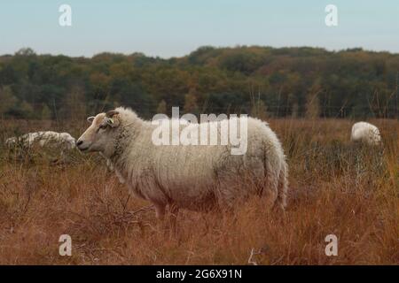 Troupeau de moutons paître sur les landes Banque D'Images