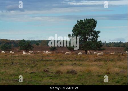 Troupeau de moutons paître sur les landes Banque D'Images