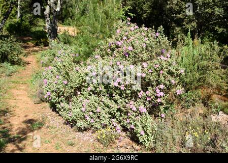 Arbuste cistus à feuilles grises ou Bush, Cistus albidus, croissant à Maquis shrubland ou Garrigue en Provence du sud de la France Banque D'Images