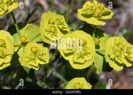 Détail montrant les glandes de Nectar dans la Cyathie ou les bractéoles de Sun Spurge, Euphorbia helioscopia, aka Wart Spurge, Umbrella Milkweed ou le lait de Madwoman Banque D'Images