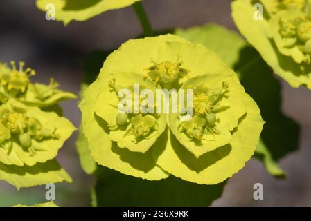 Détail montrant les glandes de Nectar dans la Cyathie ou les bractéoles de Sun Spurge, Euphorbia helioscopia, aka Wart Spurge, Umbrella Milkweed ou le lait de Madwoman Banque D'Images