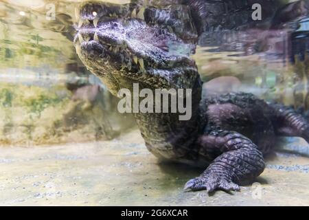 Gros plan crocodile sous l'eau. Concentrez-vous sur la bouche Banque D'Images