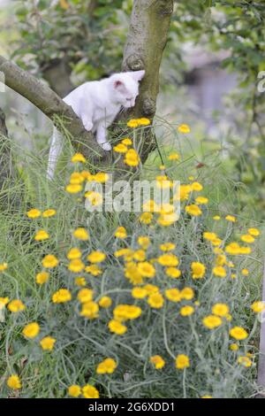 Mignon blanc payant dans la cour en été. Banque D'Images