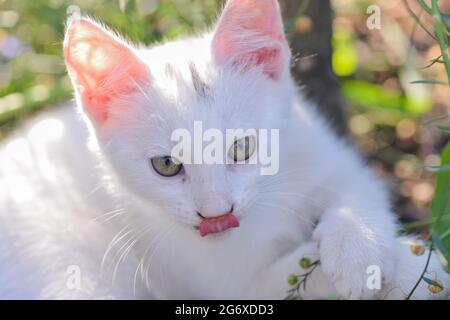 Mignon blanc payant dans la cour en été. Banque D'Images