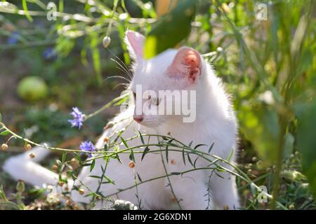 Mignon blanc payant dans la cour en été. Banque D'Images