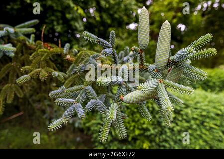 Bleu espagnol Fir Abies pinsapo 'glauca' Banque D'Images