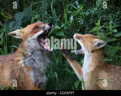 Un cub de renard roux (Vulpes vulpes) participe à un jeu restreint en combattant avec un renard adulte Banque D'Images