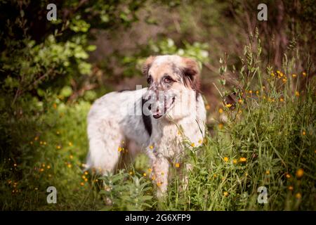 Grand chien debout près de fleurs jaunes, souriant Banque D'Images