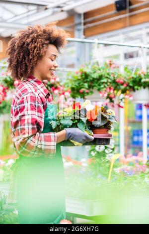 Vue latérale d'un fleuriste dédié tenant un plateau avec des fleurs décoratives en pot tout en travaillant dans un fleuriste moderne avec différentes plantes à vendre Banque D'Images