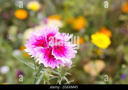 Macro gros plan de la fleur pourpre rose (dianthus barbatus Sweet william) dans le champ de fleurs sauvages (accent sur les pétales inférieurs) Banque D'Images