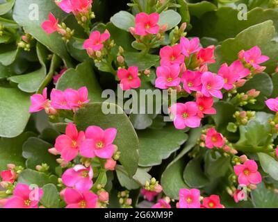 Vue de dessus gros plan de fleurs roses (kalanchoe calanday) avec des feuilles vertes Banque D'Images